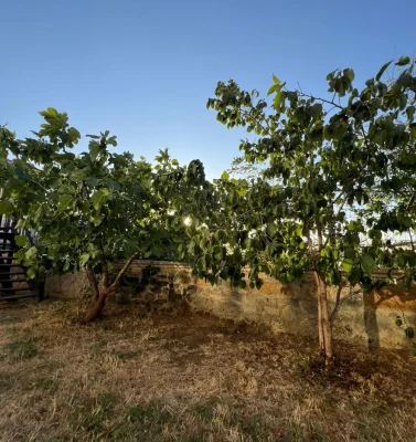 meyve ağaçlarımız 2