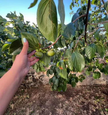 meyve ağaçlarımız